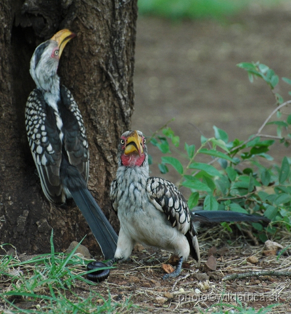 puku rsa 212.jpg - Southern Yellow-billed Hornbill (Tockus leucomelas)